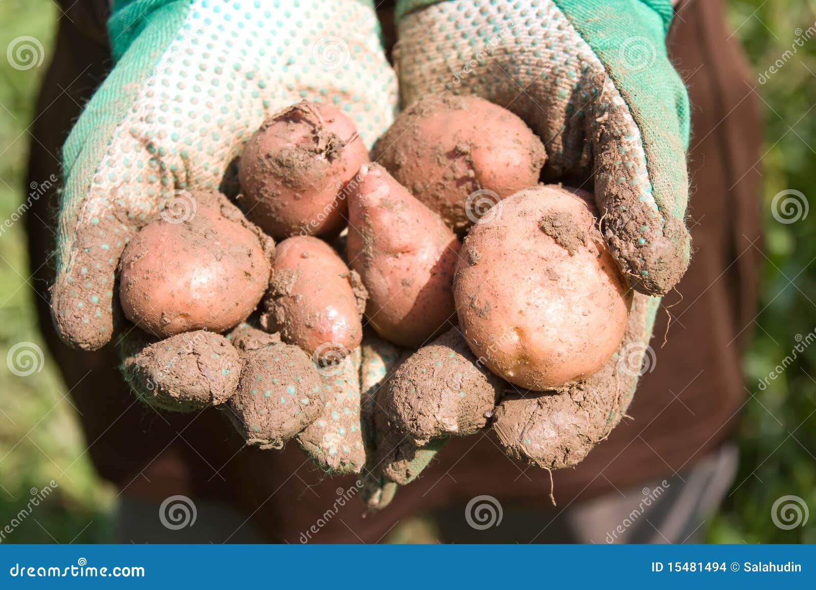 Potatoes in hands stock photo. Image of closeup, vegetables 15481494