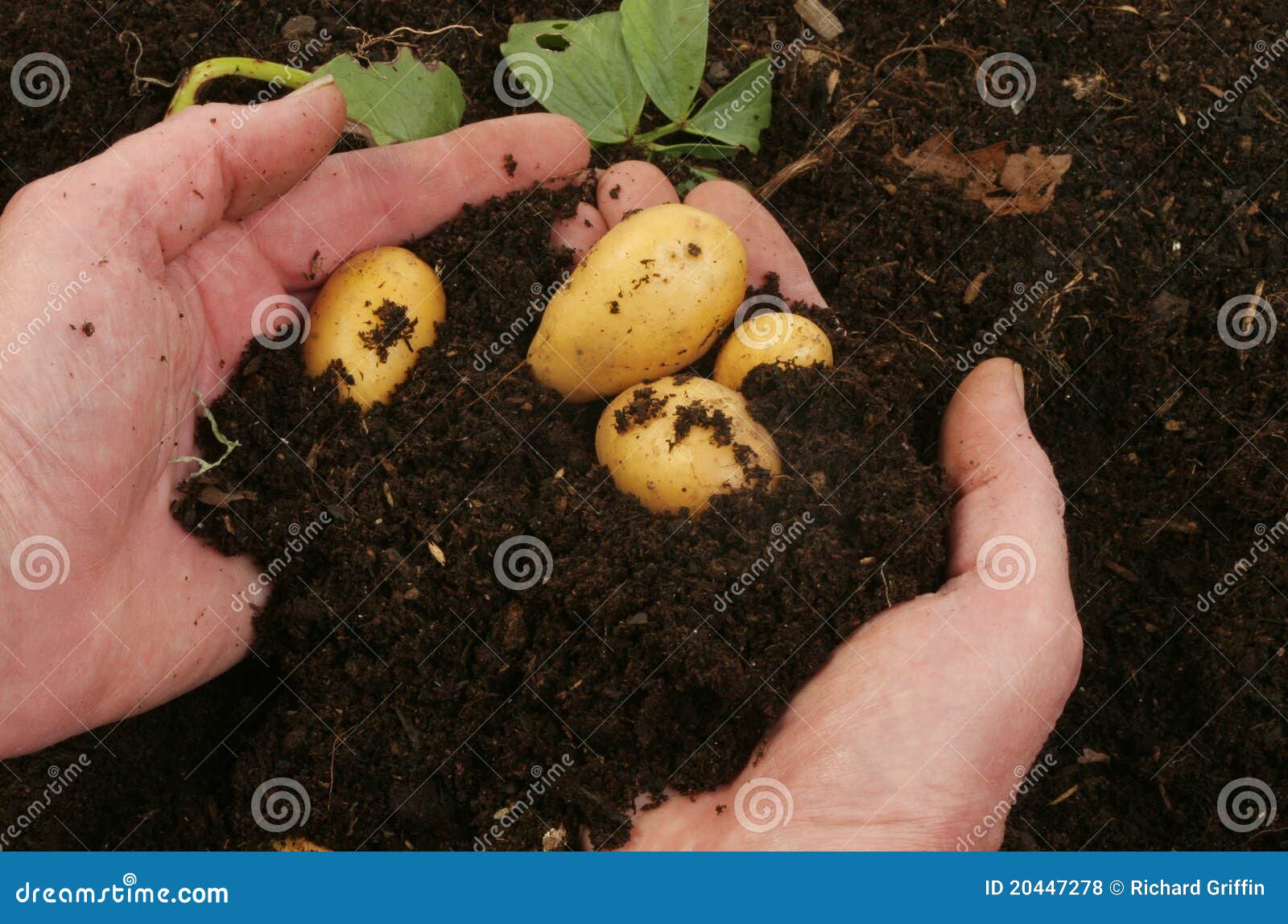 Potatoes in hands stock photo. Image of food, tuber, root 20447278