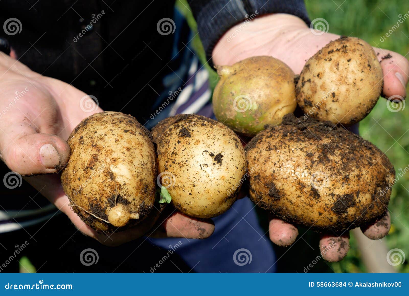 Potatoes in the hands stock photo. Image of harvest, cupped 58663684