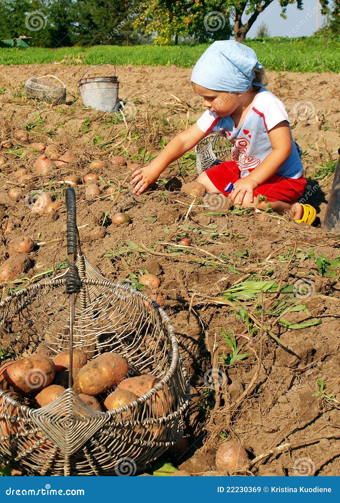 Potatoes harvesting stock image. Image of food, crop 22230369