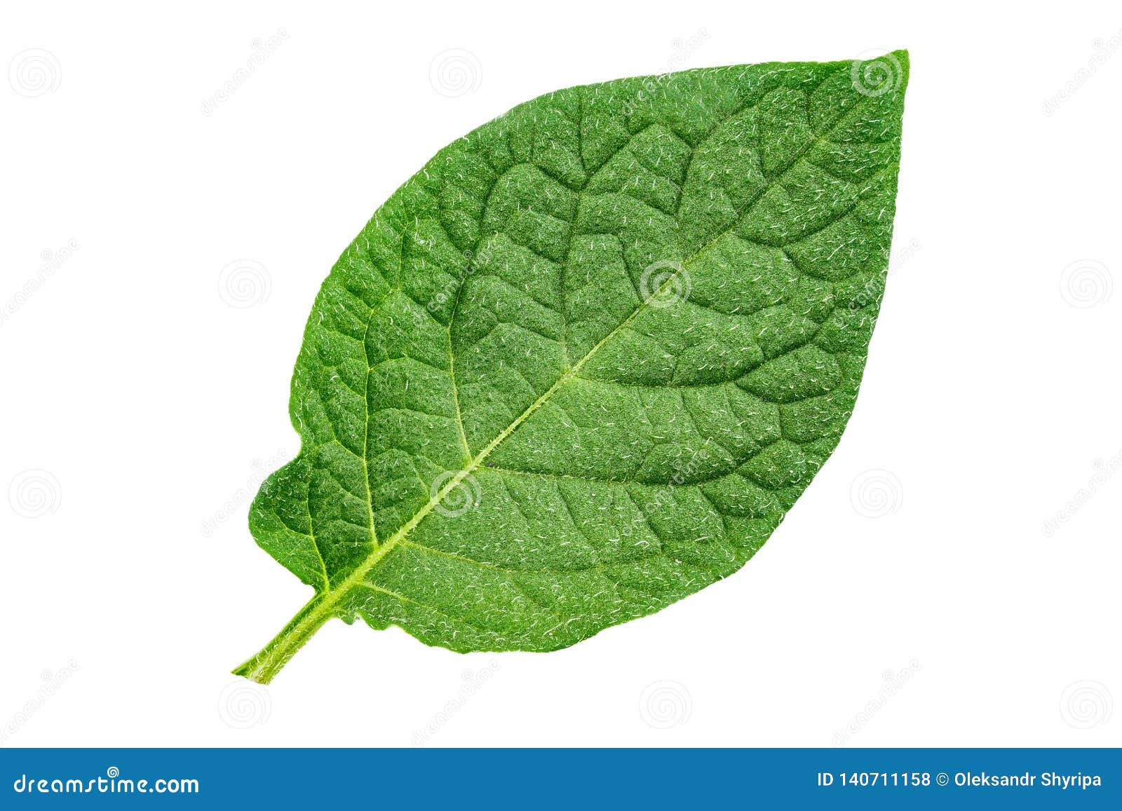 Potatoes isolated leaf stock photo. Image of carbohydrate 140711158
