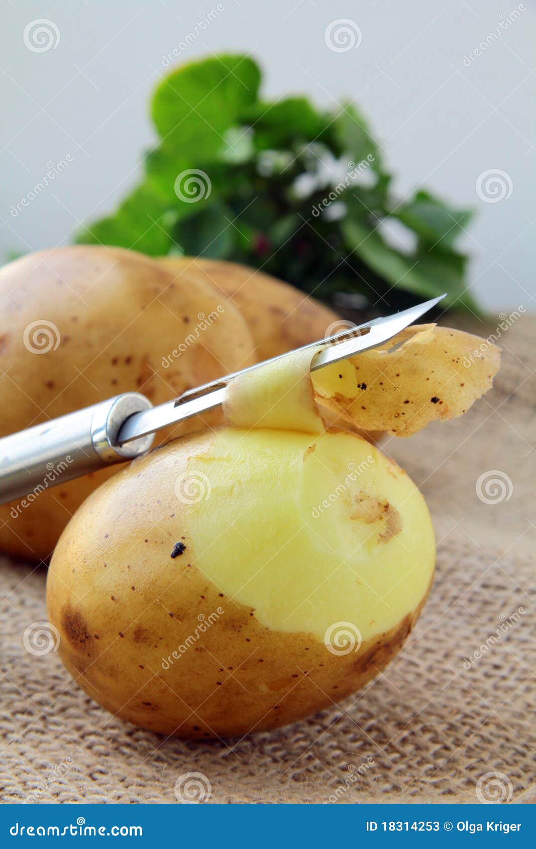 Potatoes with a Knife To Clean the Vegetables Stock Image Image of