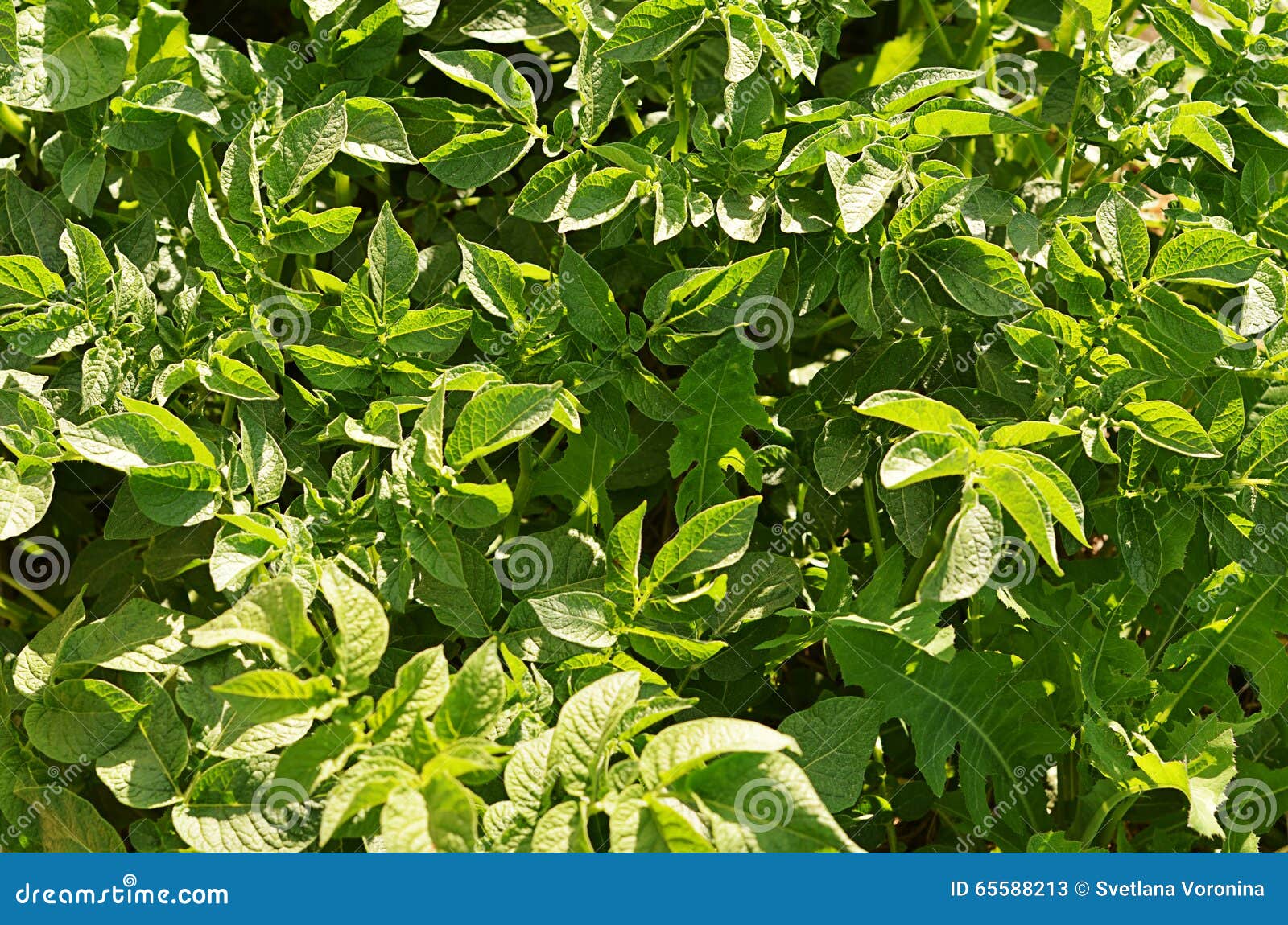 Potatoes Leaves As Background Stock Image Image of field, food 65588213