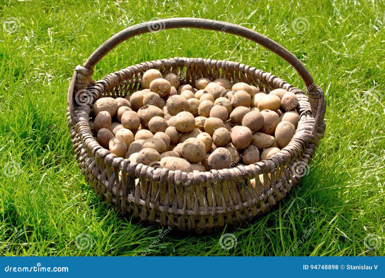 The Potatoes are in the Old Wicker Basket on the Green Grass Stock