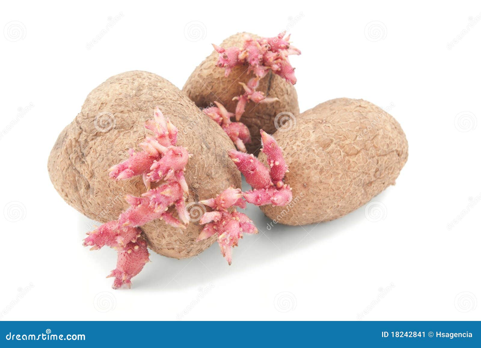 Potatoes with pink shoots stock image. Image of carbohydrate 18242841