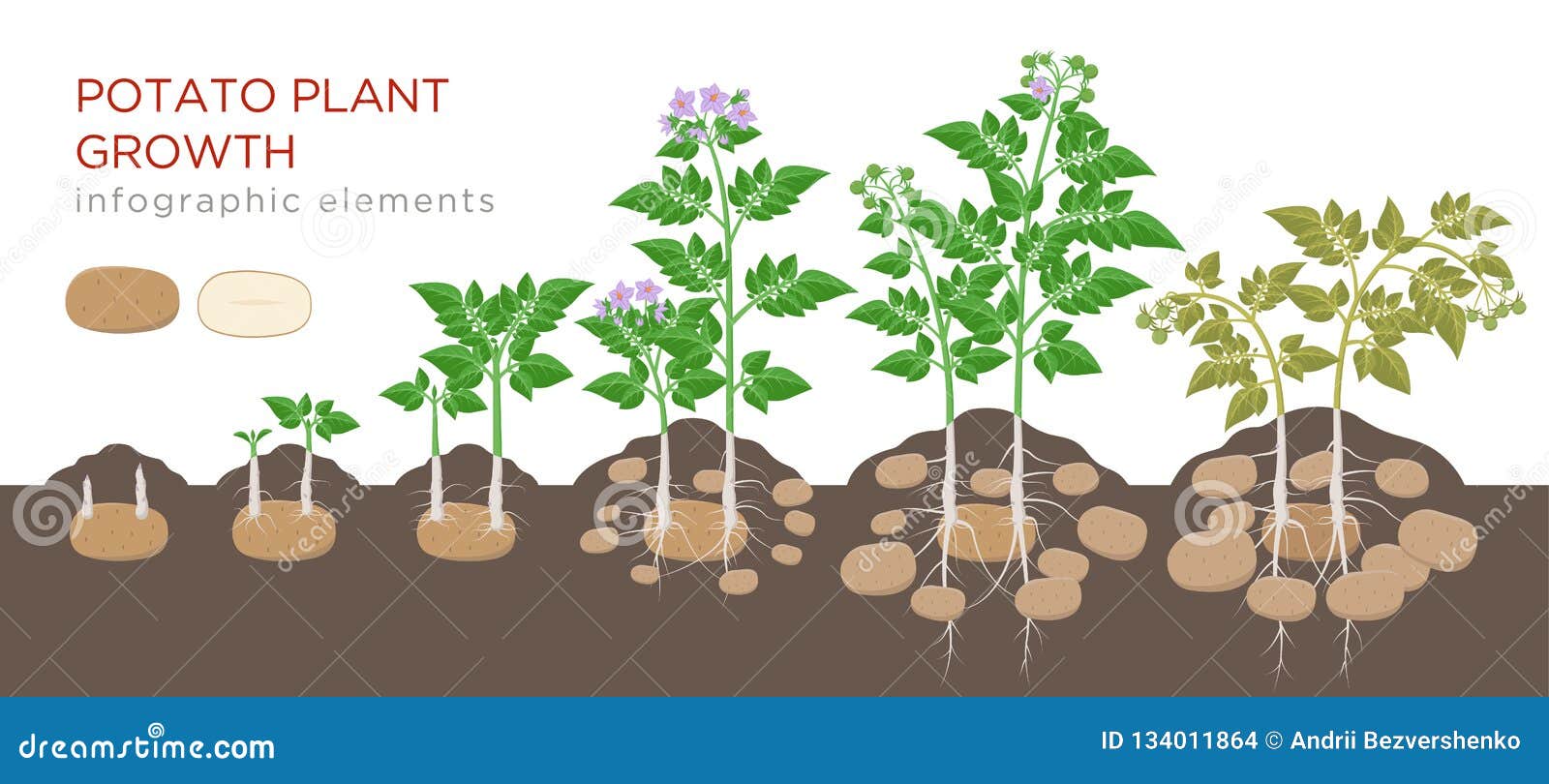 potato plant growth cycle stock illustrations – 69 potato plant