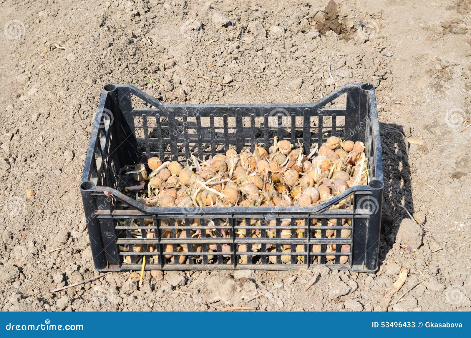 Potatoes for planting stock image. Image of green, land 53496433