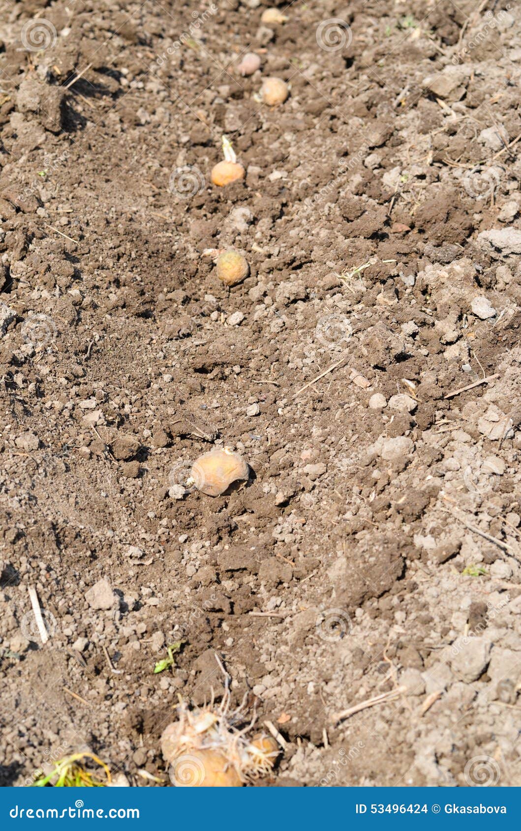 Potatoes planting stock photo. Image of blue, cultivation 53496424