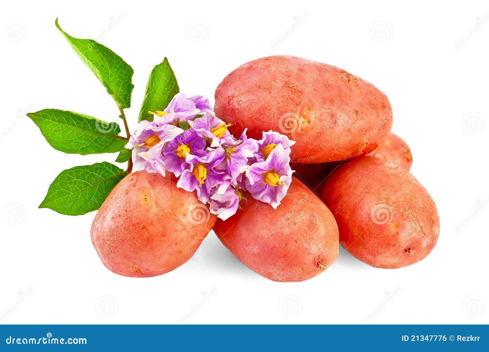 Potatoes red with a flower stock photo. Image of ingredient 21347776