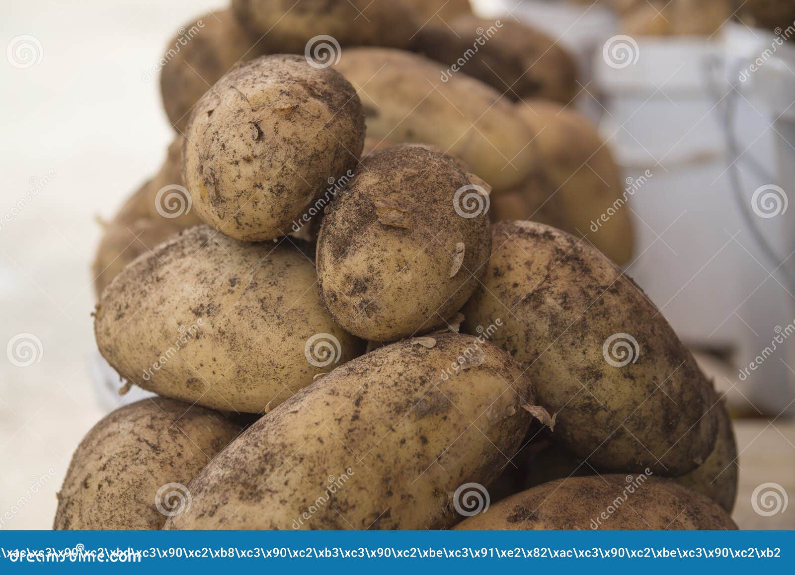 Close Up A Lot Of Potatoes Stock Photo, Picture and Royalty Free Image.  Image 17316307.