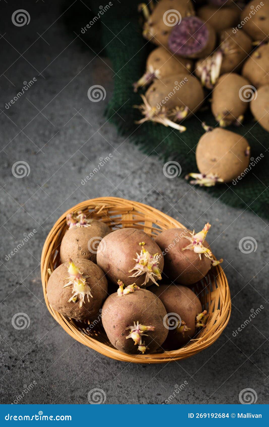 Potatoes with Sprouts in a Basket Stock Photo Image of seed, grow