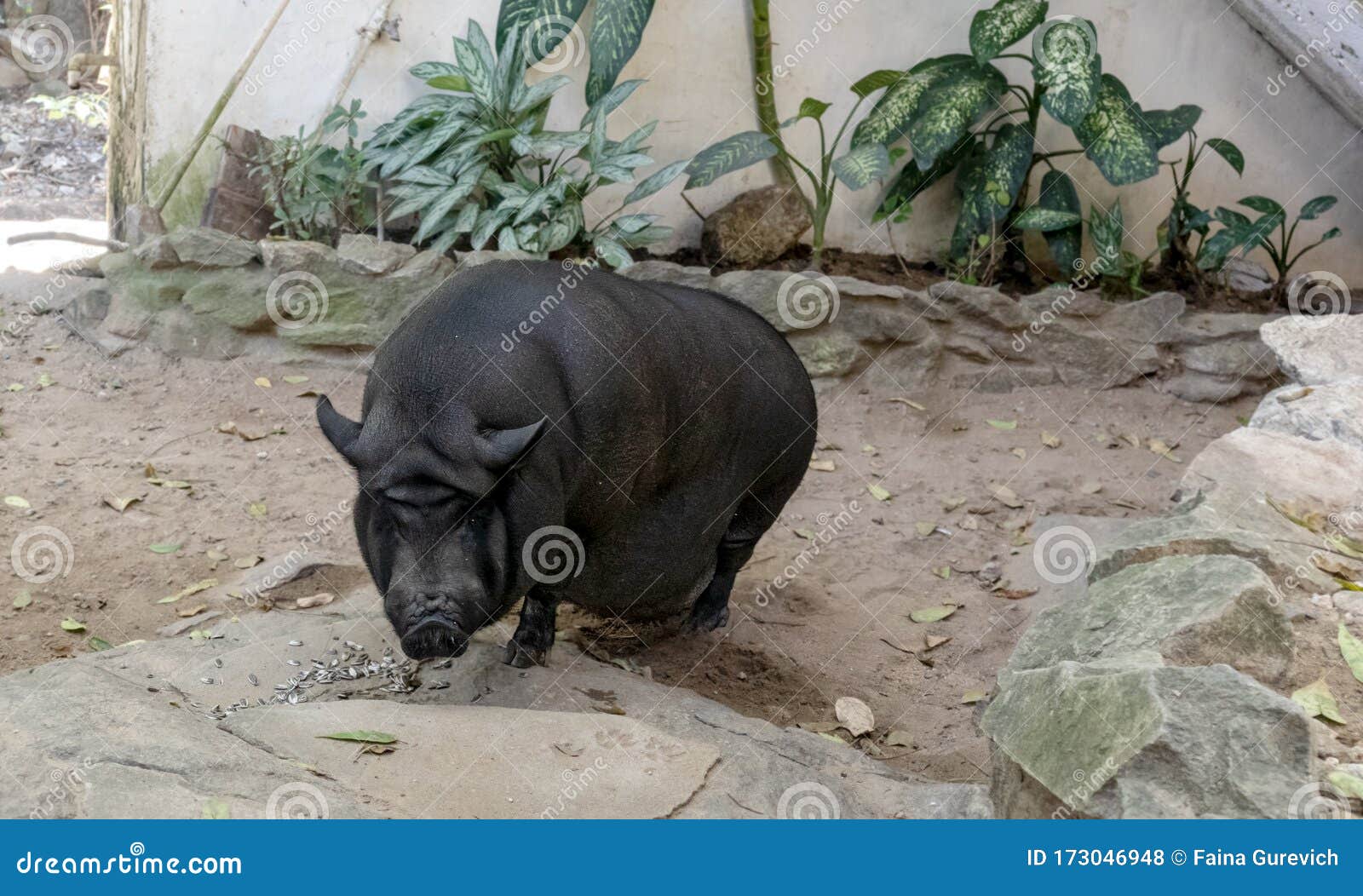 potbellied black pig having a meal