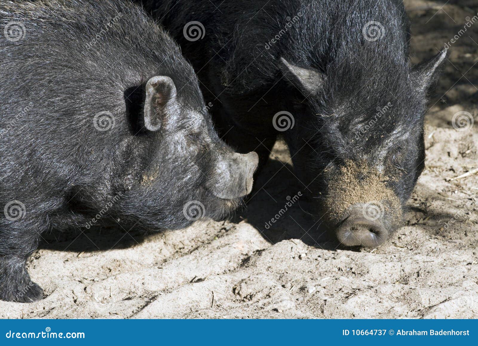 potbellied pigs