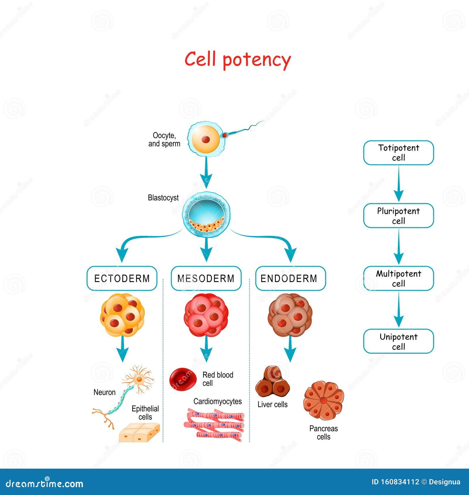 Potencia Celular De Totipotente a Pluripotente, Multipotente Y