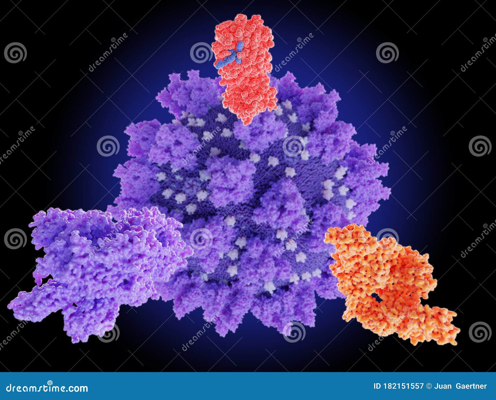potential drug target proteins of coronavirus sars-cov-2:spike protein, rna polymerase, main protease