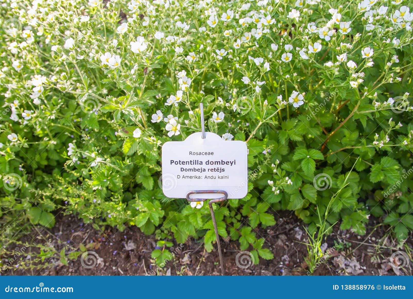 Botanical Garden Plant Labels Botanical Garden Plant Labels