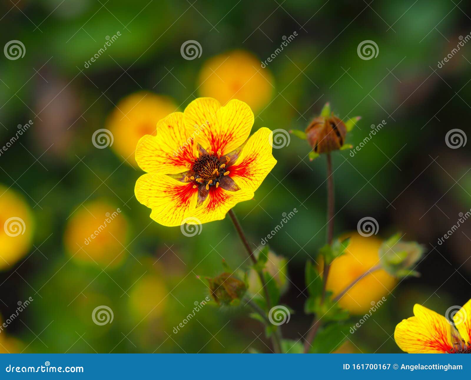 potentilla `esta ann` flower and buds