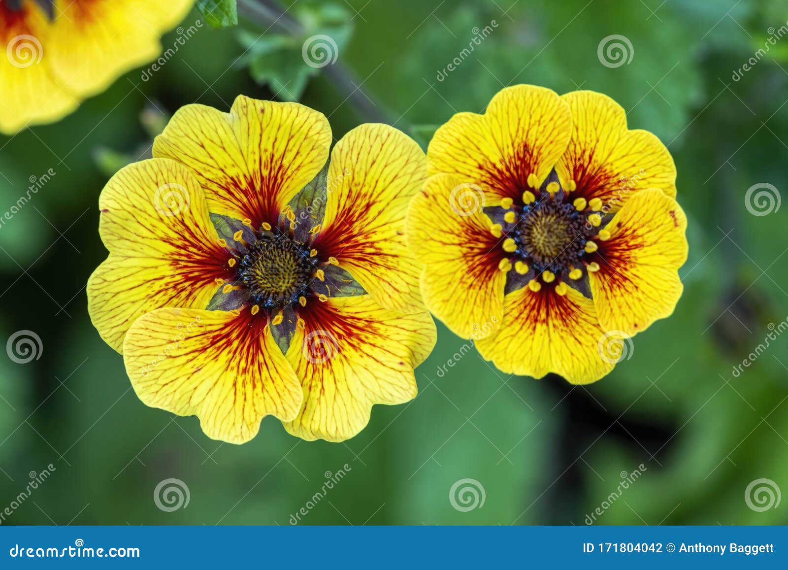 potentilla `esta ann`