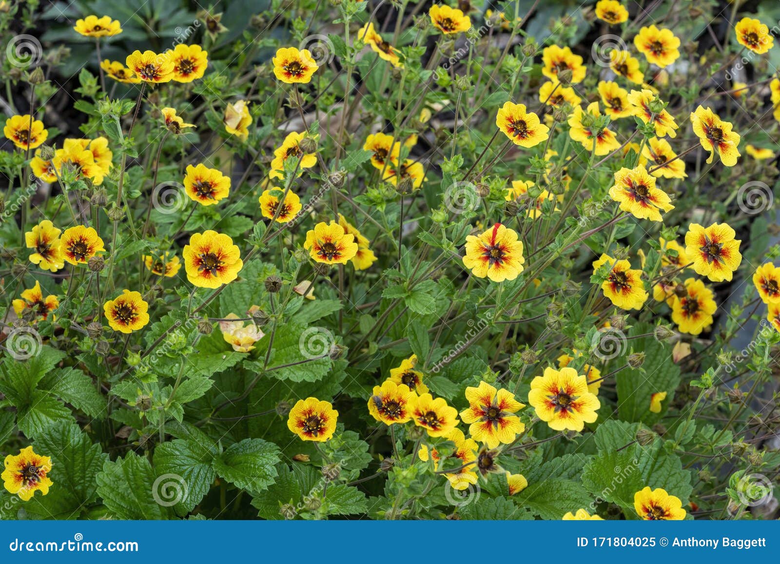 potentilla `esta ann`