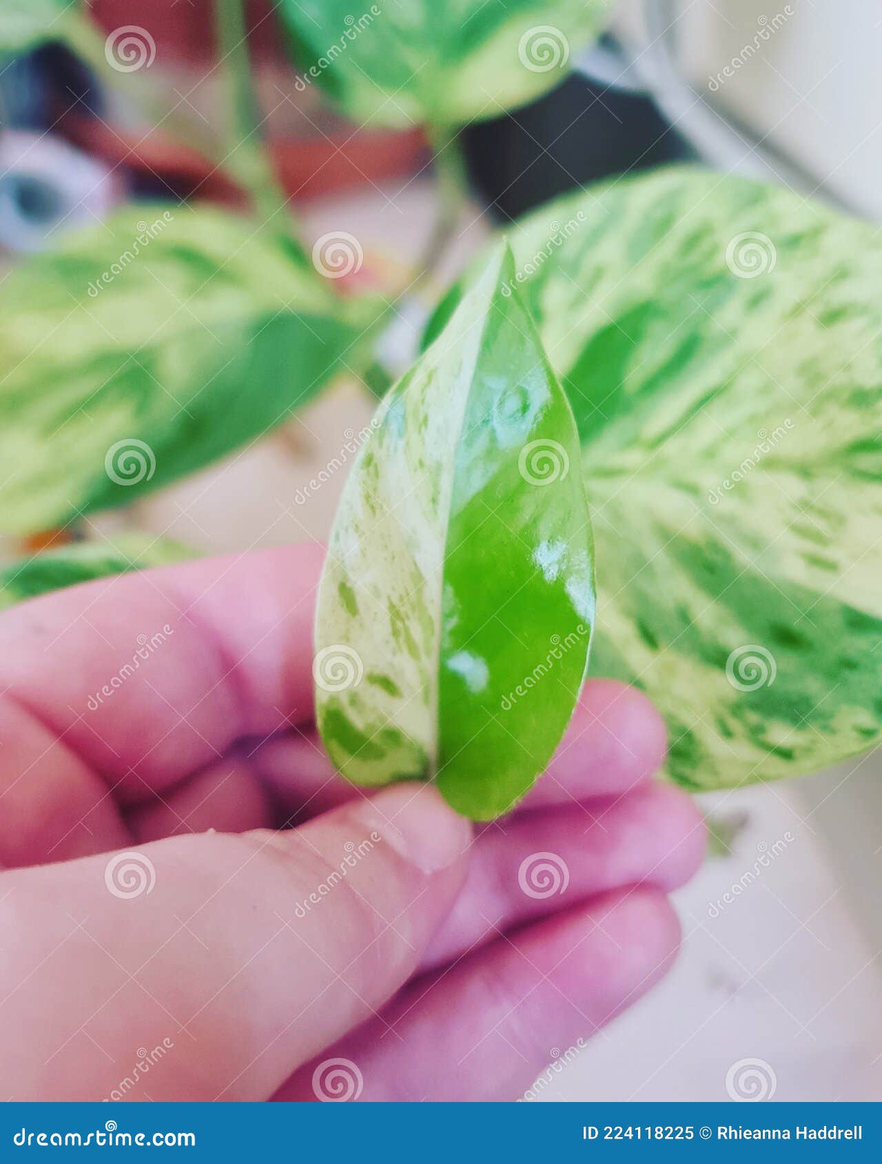 Pothos split with colour stock image. Image of leaf 224118225