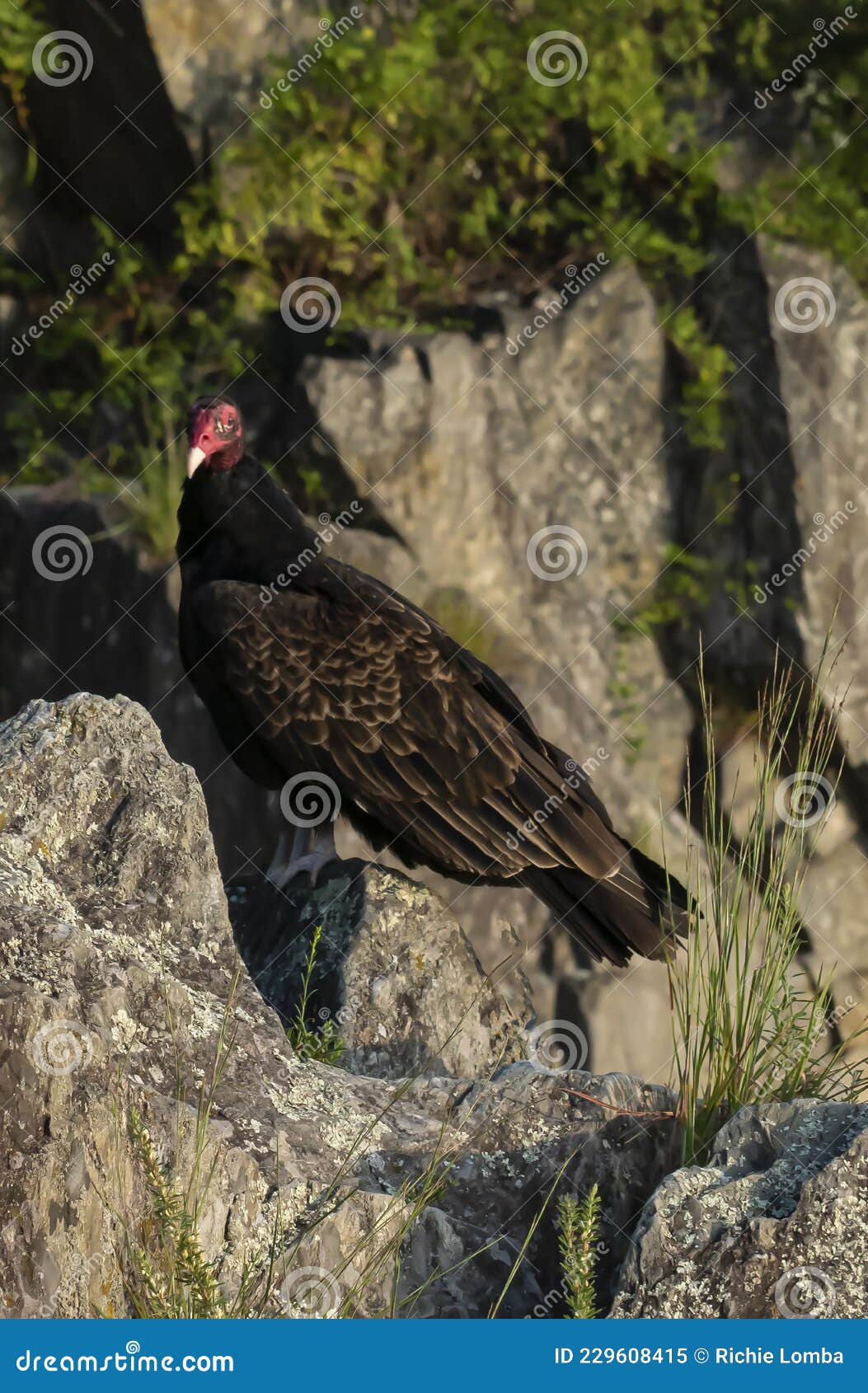 Potomac Turkey Buzzard stock image. Image of protected 229608415