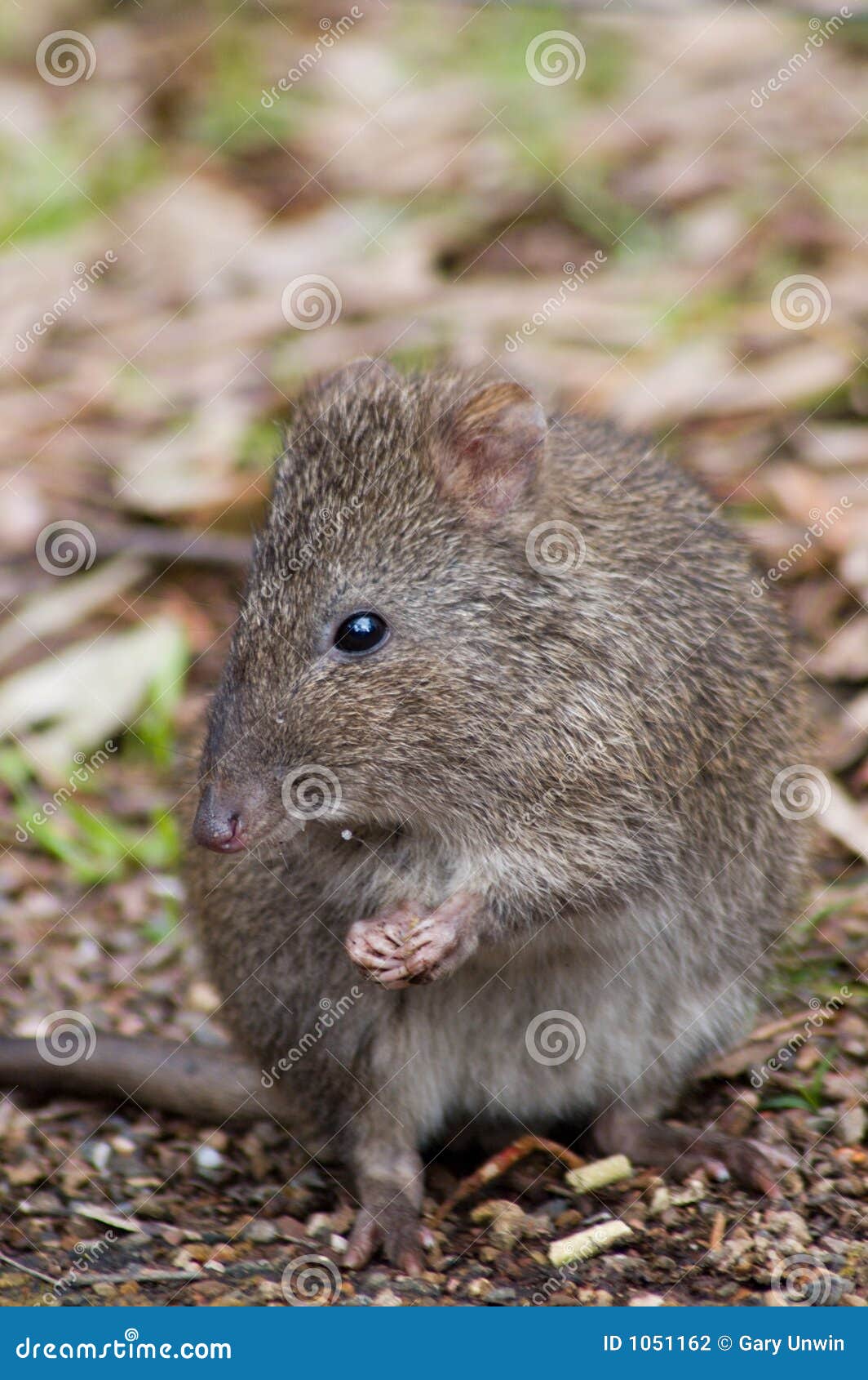 Potoroo Eating a Pellet stock photo. Image of marsupial 1051162