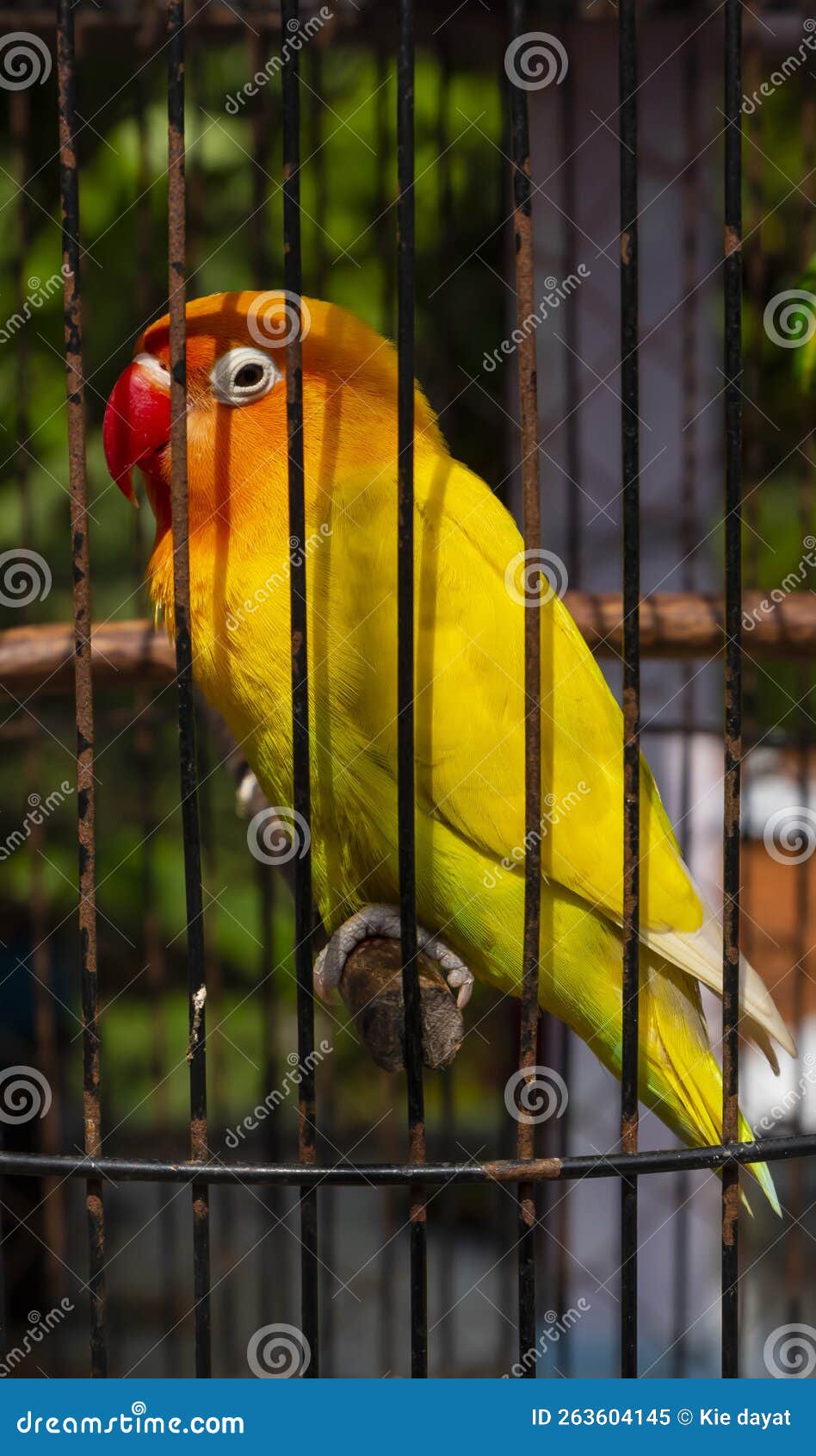 Cute Love Bird Stay in the Cage Stock Image Image of flower, iron