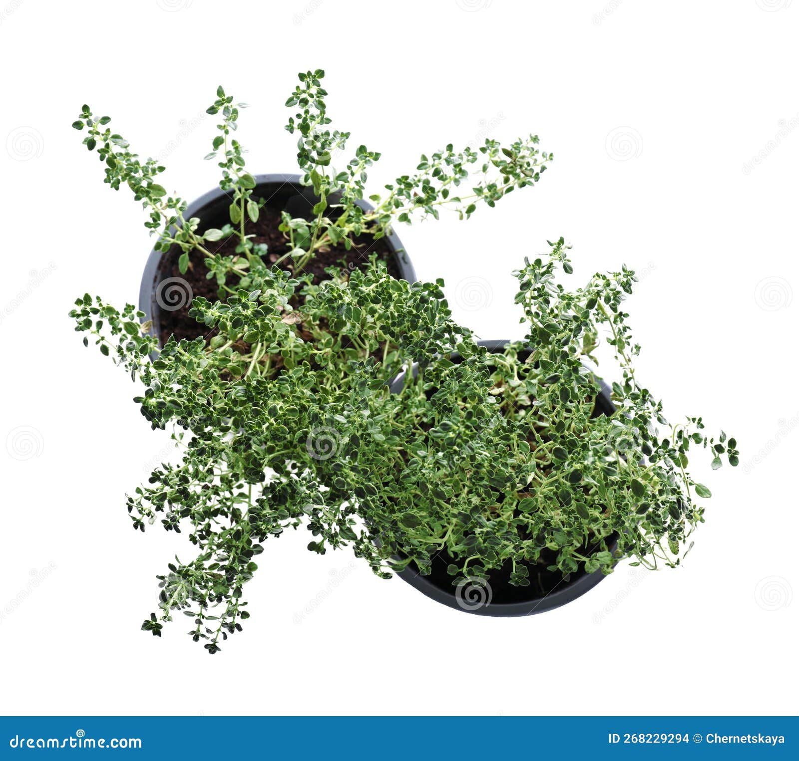 Pots with Aromatic Green Thyme Isolated on White, Top View Stock Photo Image of grow