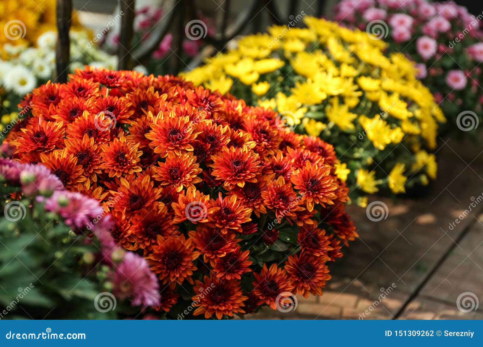 Pots with Beautiful Chrysanthemum Flowers Stock Photo Image of decor
