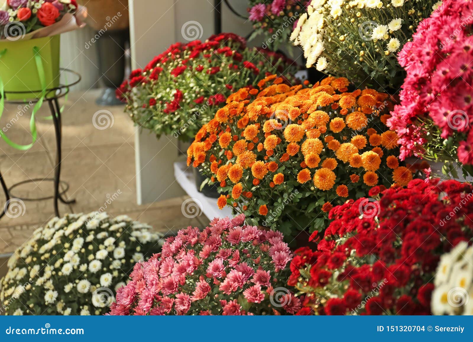 Pots with Beautiful Chrysanthemum Flowers Stock Photo Image of color