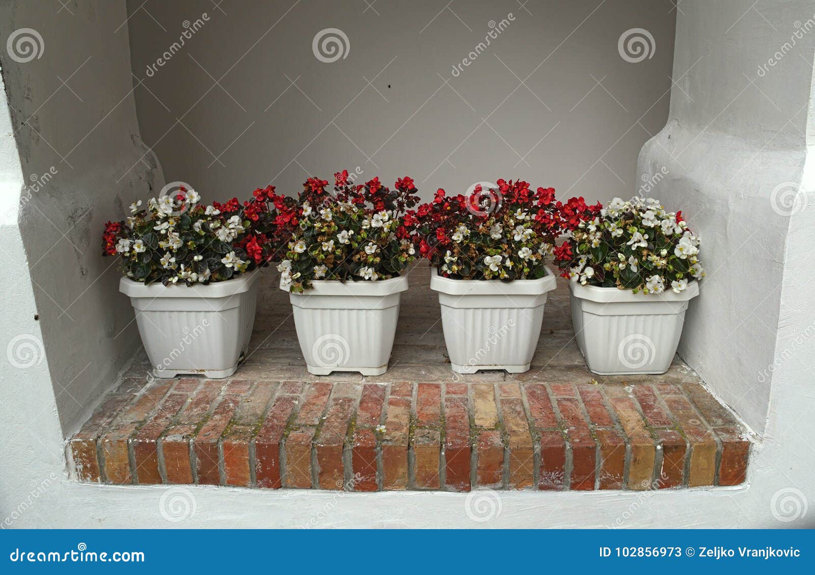 4 Pots with Blooming Red and White Flowers on Wall Stock Image Image of garden, background