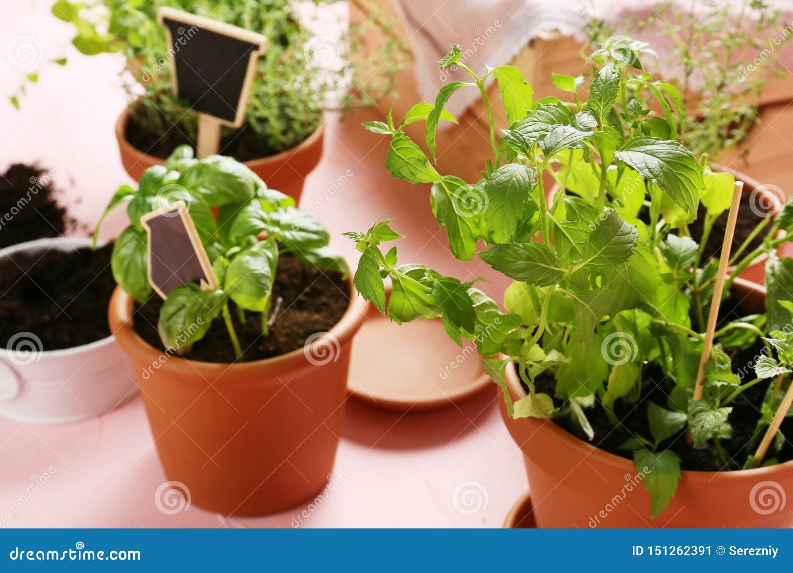 Pots with Fresh Aromatic Herbs on Table Stock Image Image of table, healthy 151262391