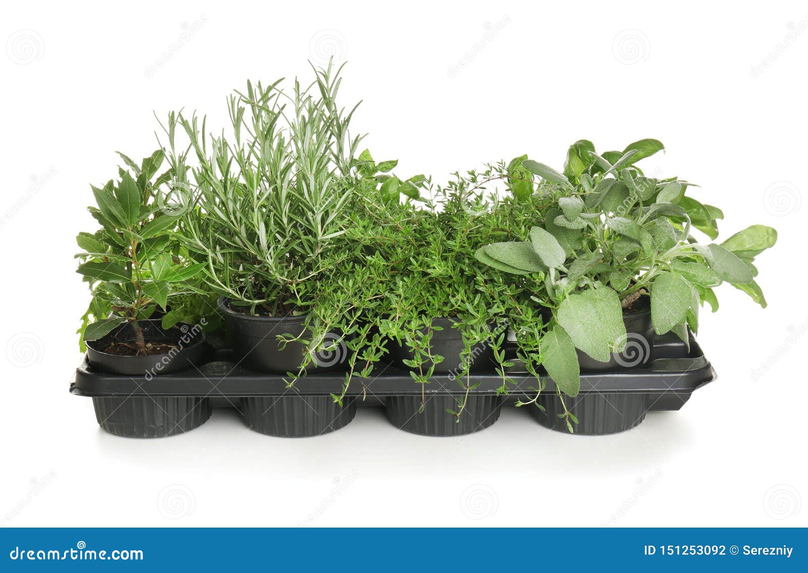 Pots with Fresh Aromatic Herbs on White Background Stock Photo Image of planting, seasoning