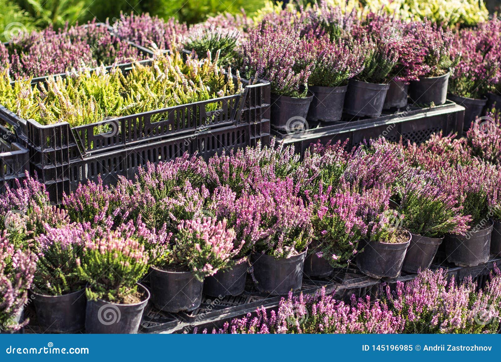 Pots With Pink Heather In Boxes Garden Center Market Shop Stock