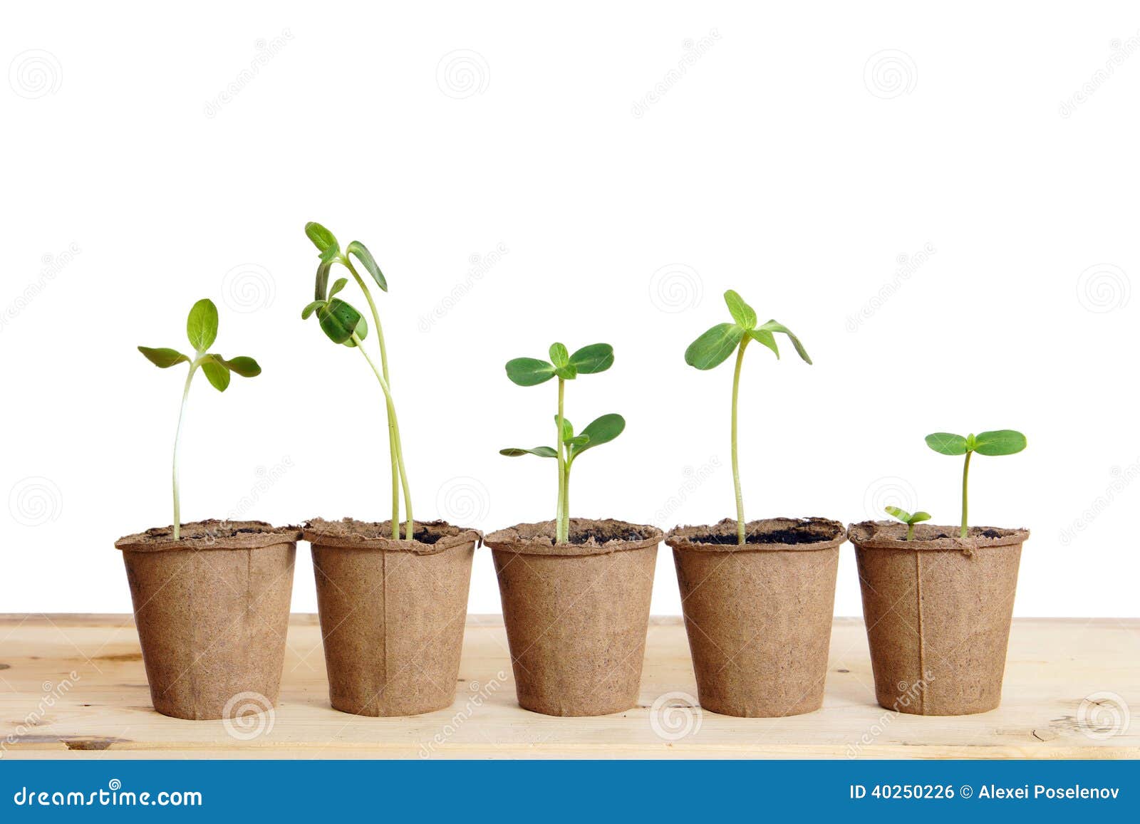 Pots With Seedlings Stand In A Line Isolated Over White Stock Photo