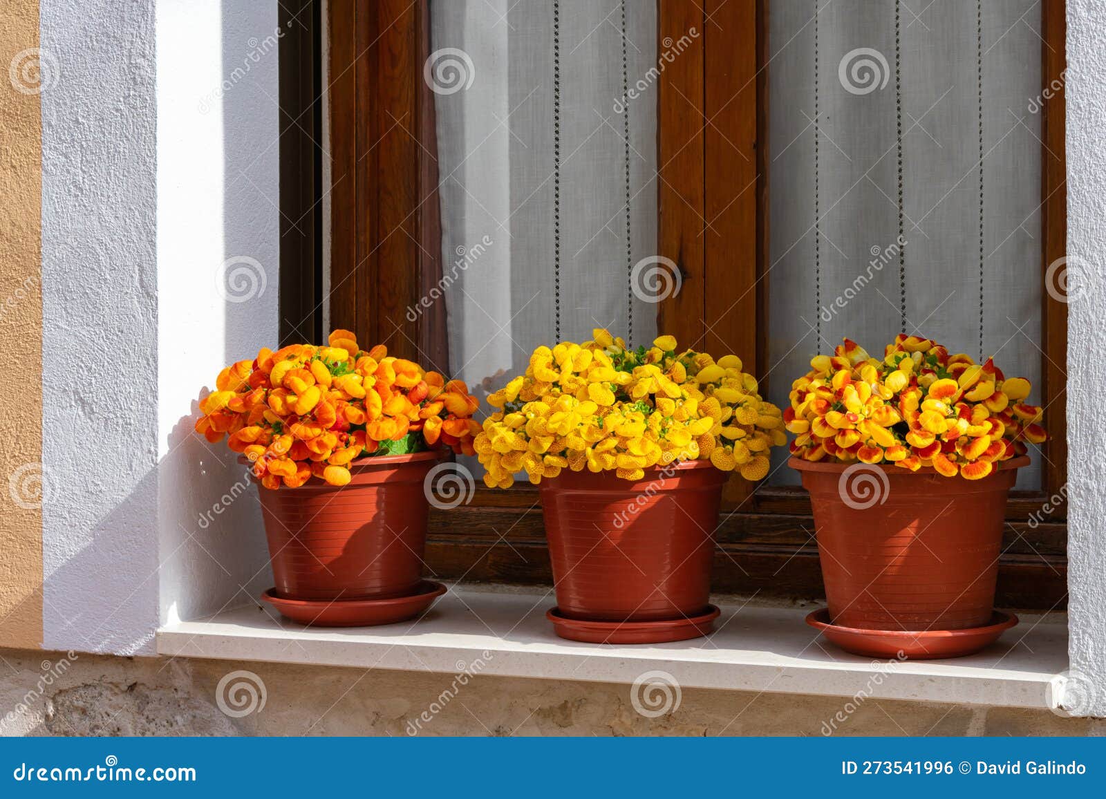 Pots with Yellow Flowers in a Window Sill Stock Photo Image of flora