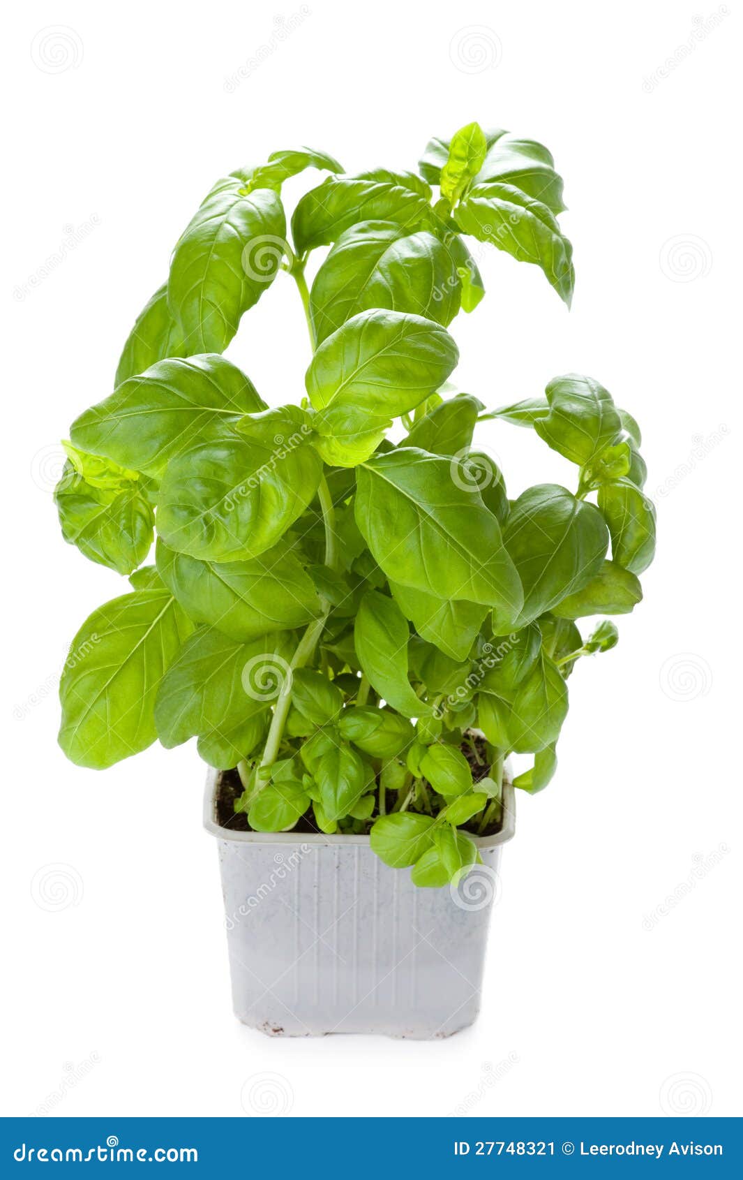 Potted basil plant stock image. Image of leaf, living 27748321
