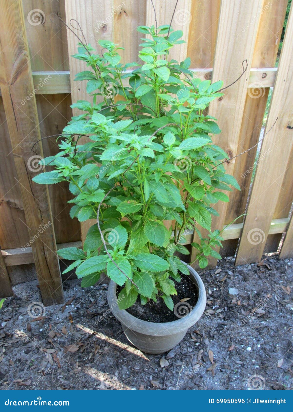 Potted Basil plant stock photo. Image of herb, basil 69950596