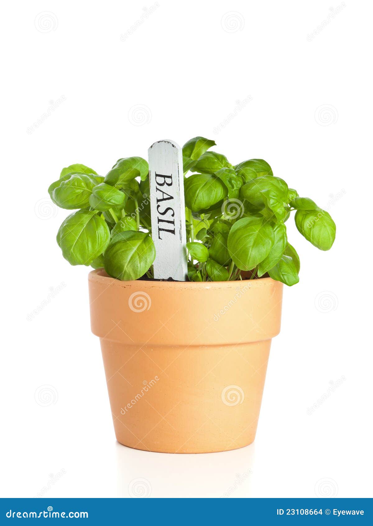 Potted Basil Plant with Name Tag Stock Photo Image of plant, flower