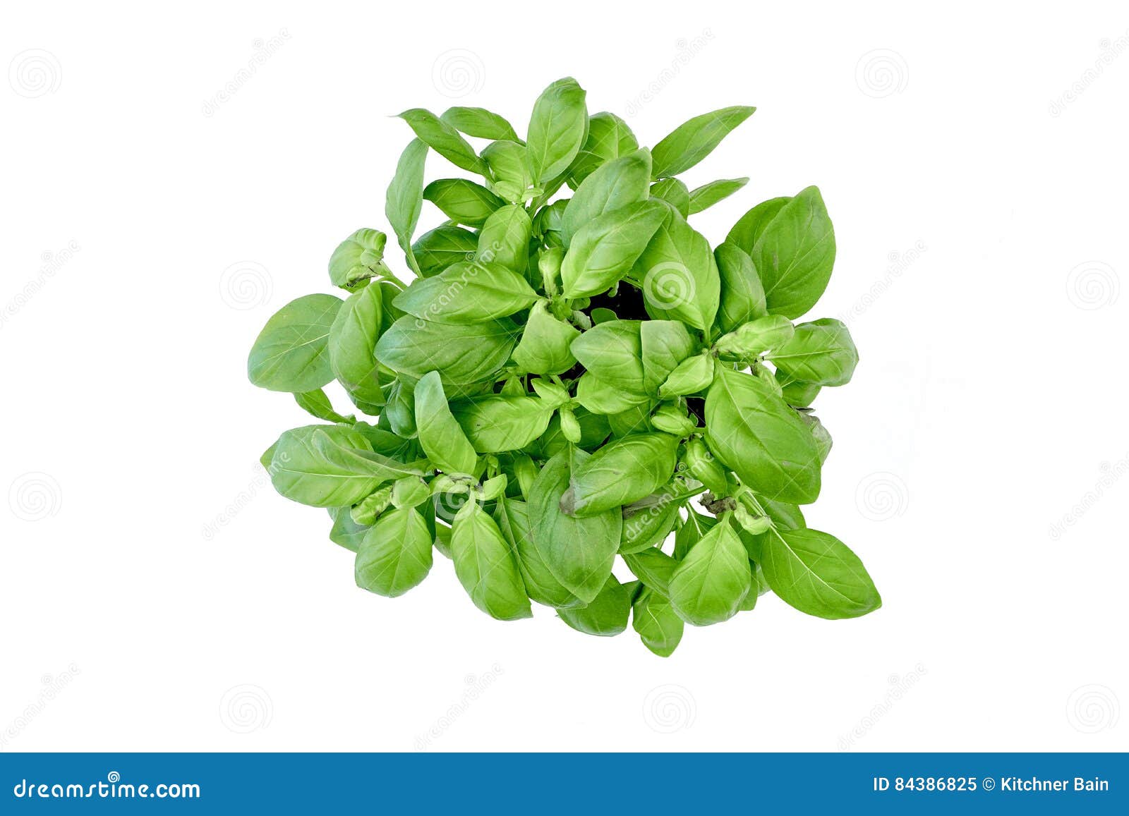 Potted Basil Plant stock image. Image of sweet, freshness 84386825