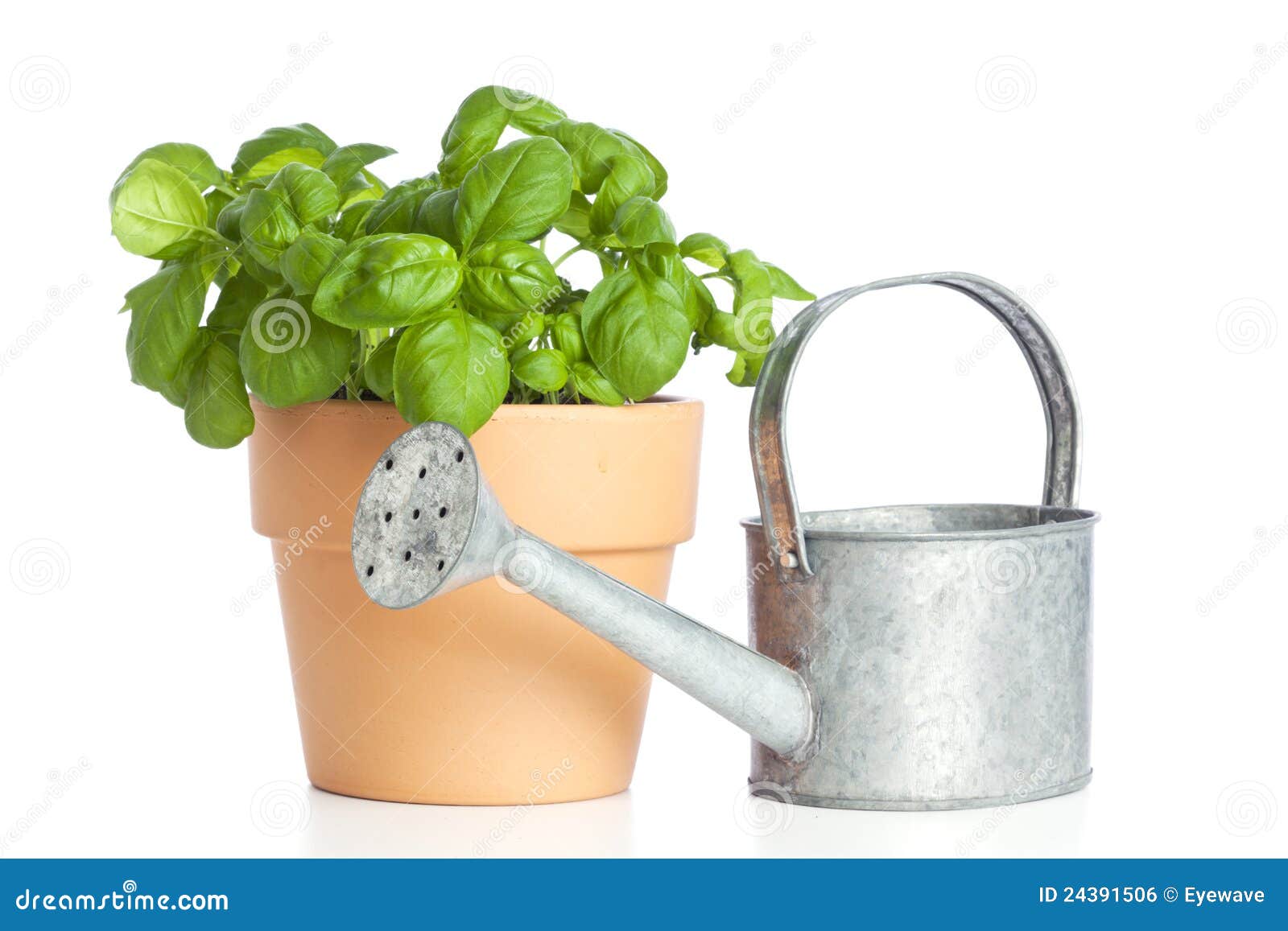 Potted Basil Plant and Watering Can Stock Photo Image of kitchen