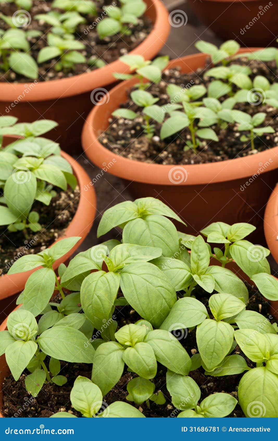 Potted Basil Plants stock image. Image of aroma, fresh 31686781
