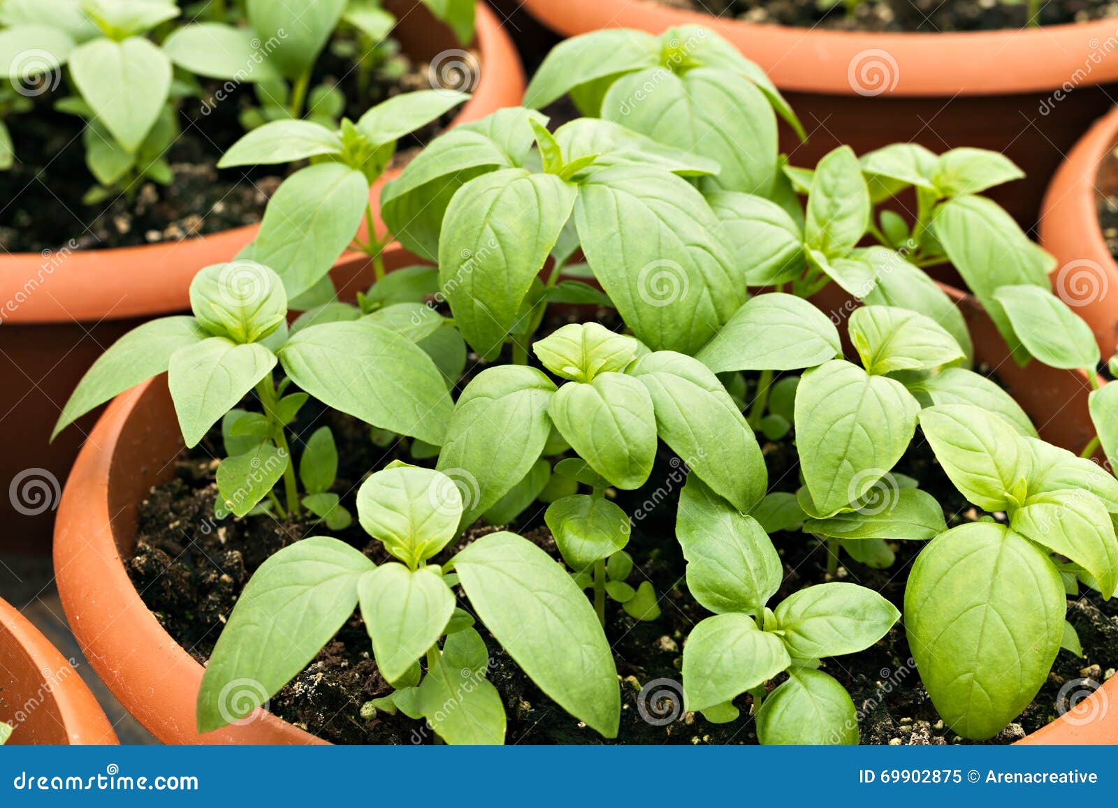 Potted Basil Plants stock image. Image of gardening, gourmet 69902875