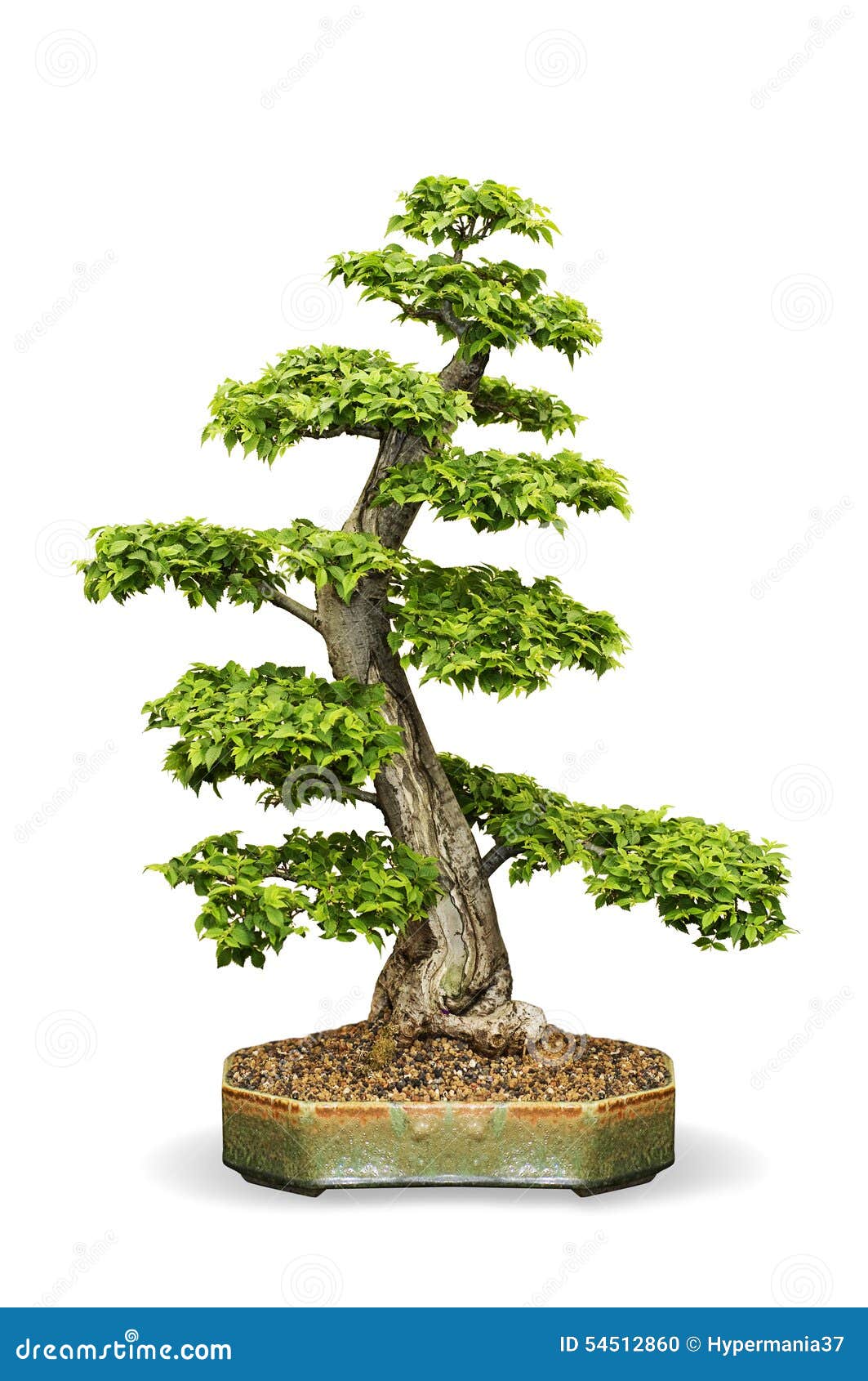 Potted Bonsai tree stock photo. Image of japan, aesthetics 54512860