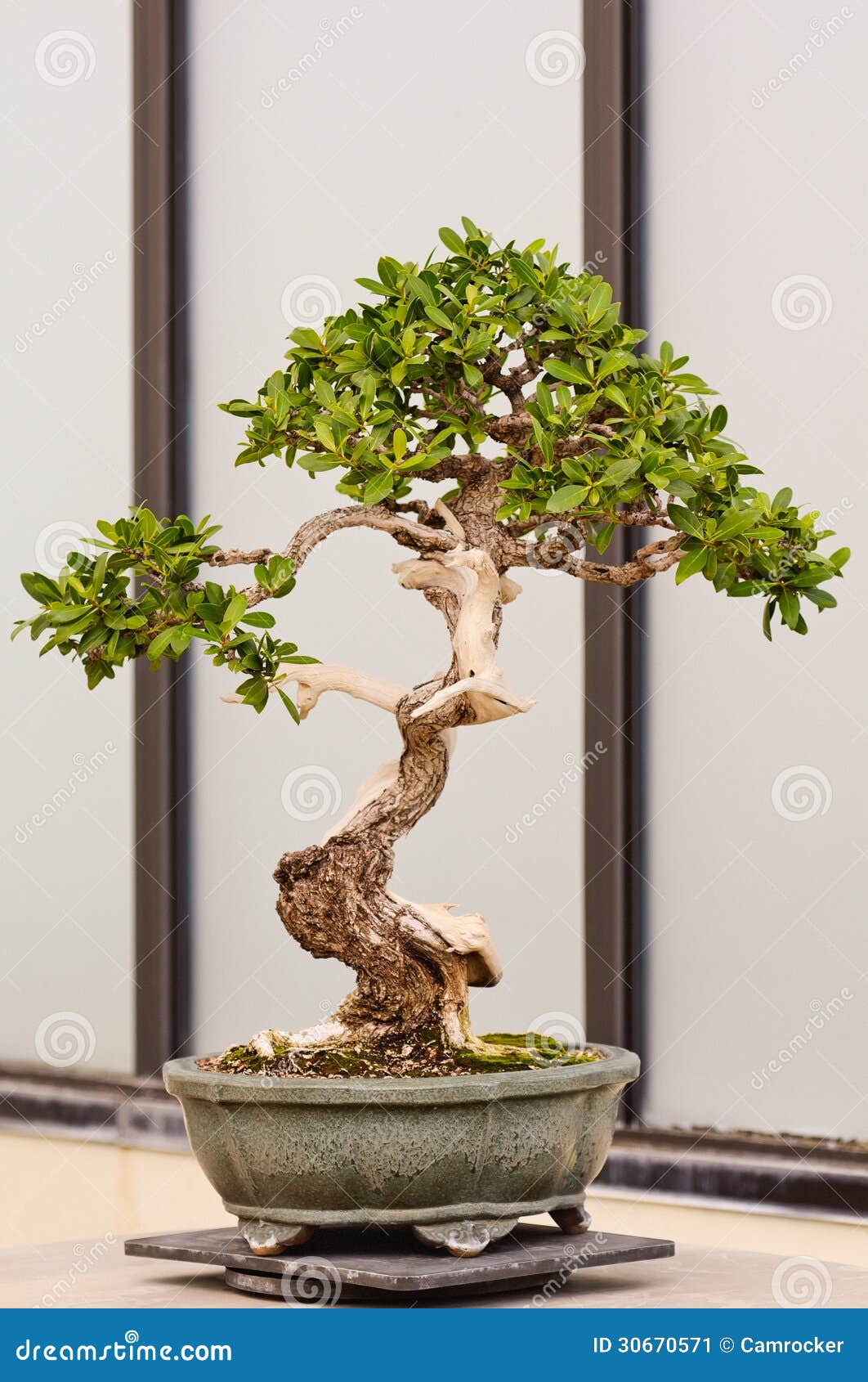Potted Bonsai Tree stock image. Image of color, space 30670571