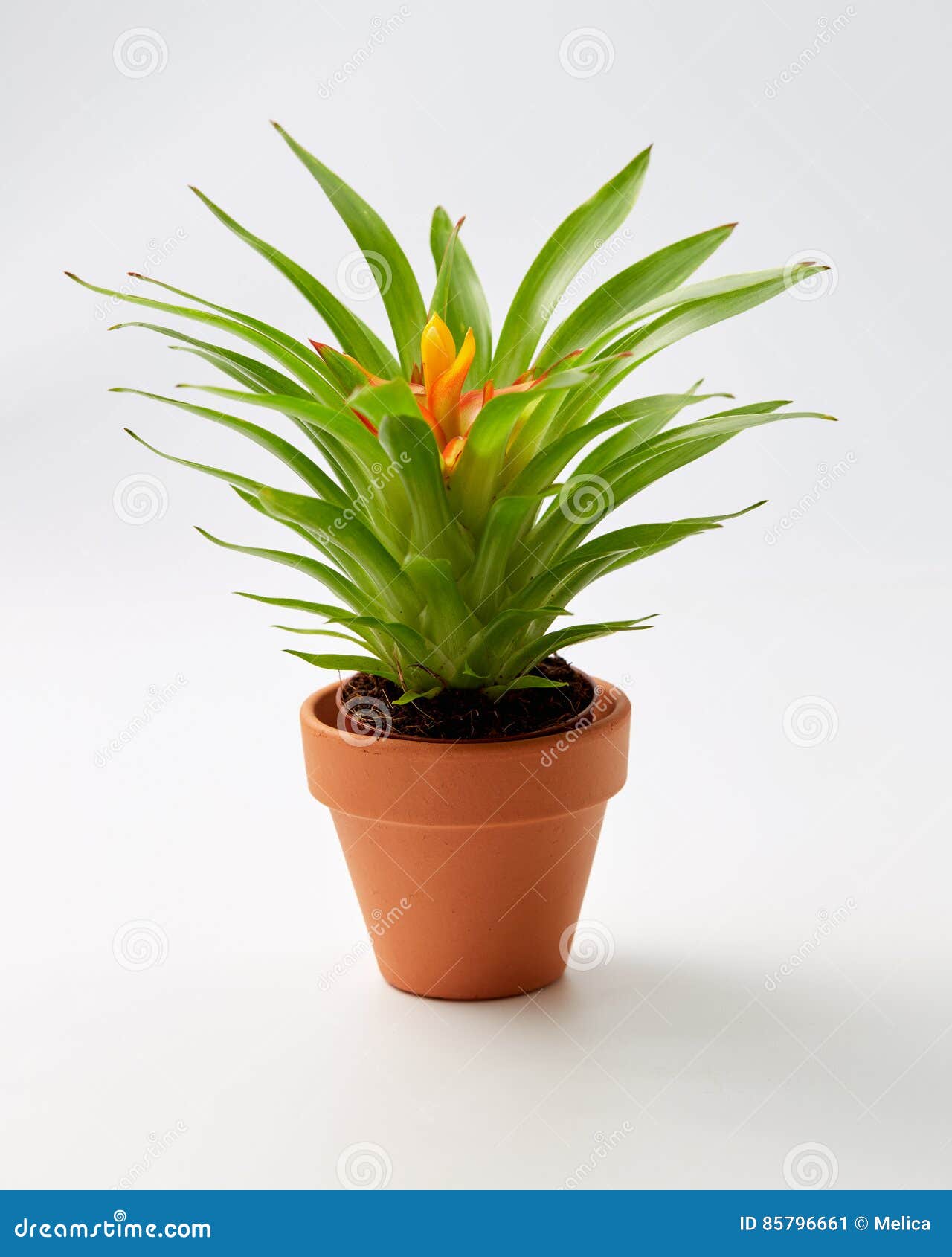 Potted Bromelia Plant stock image. Image of ceramic, botany - 85796661
