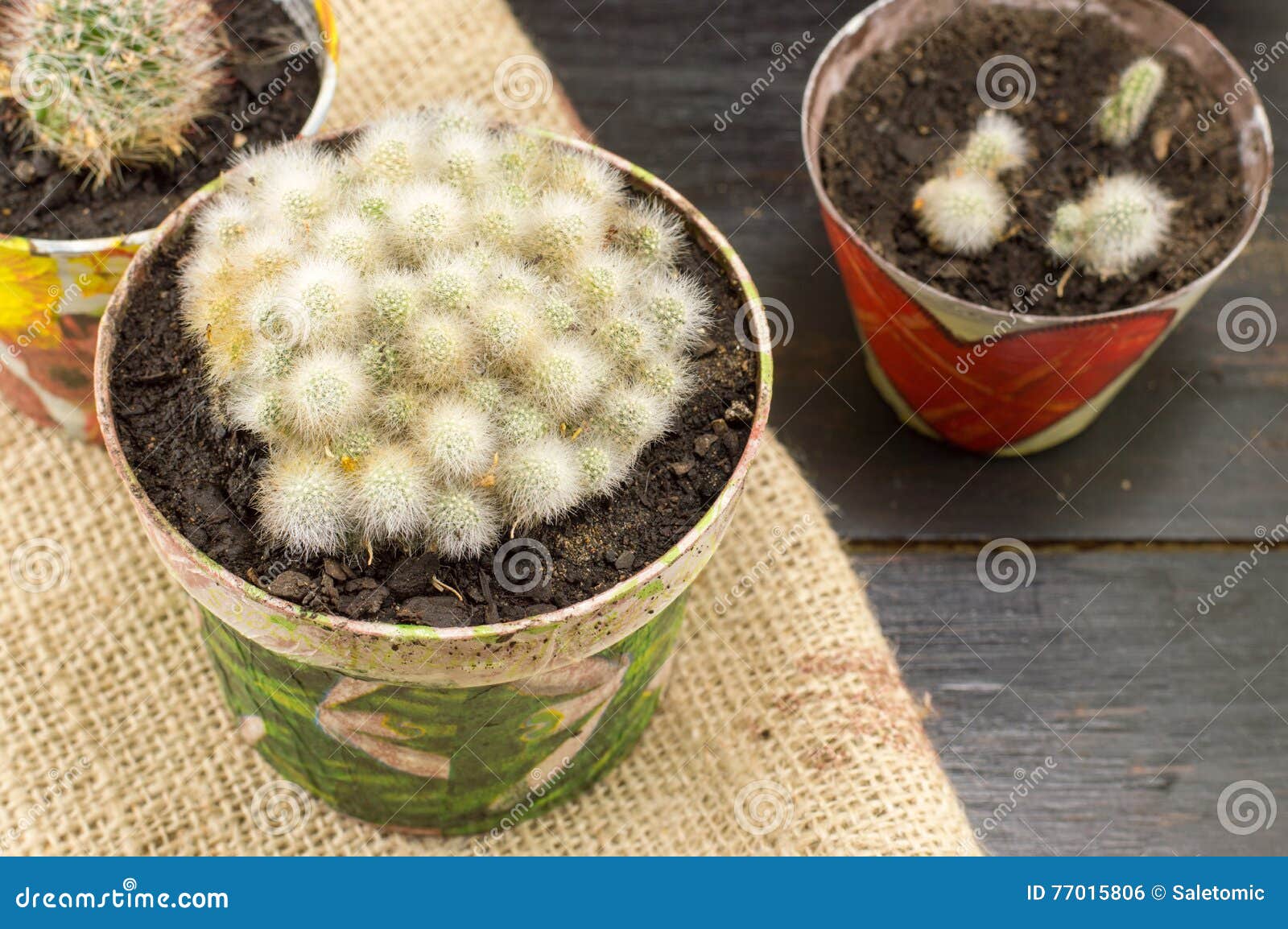Potted Cactus Plants Collections Stock Photo Image of life