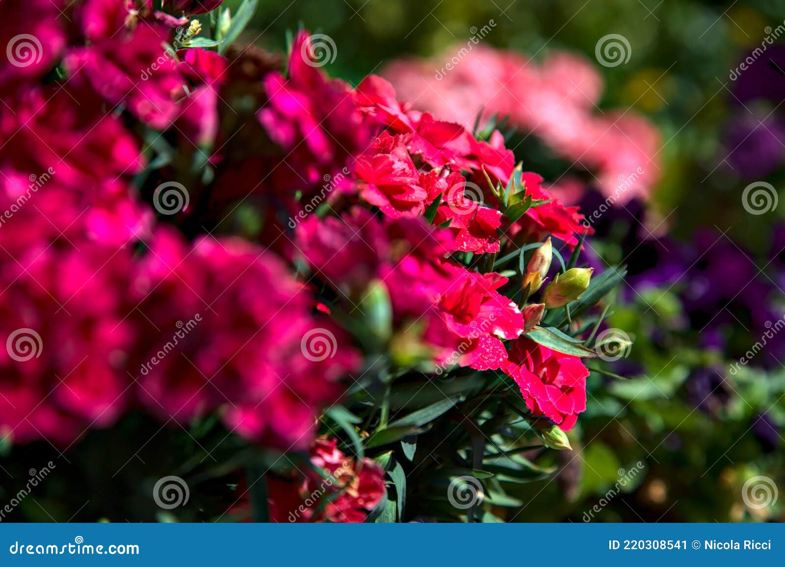 Potted Carnations in Bloom Seen Up Close Stock Image Image of