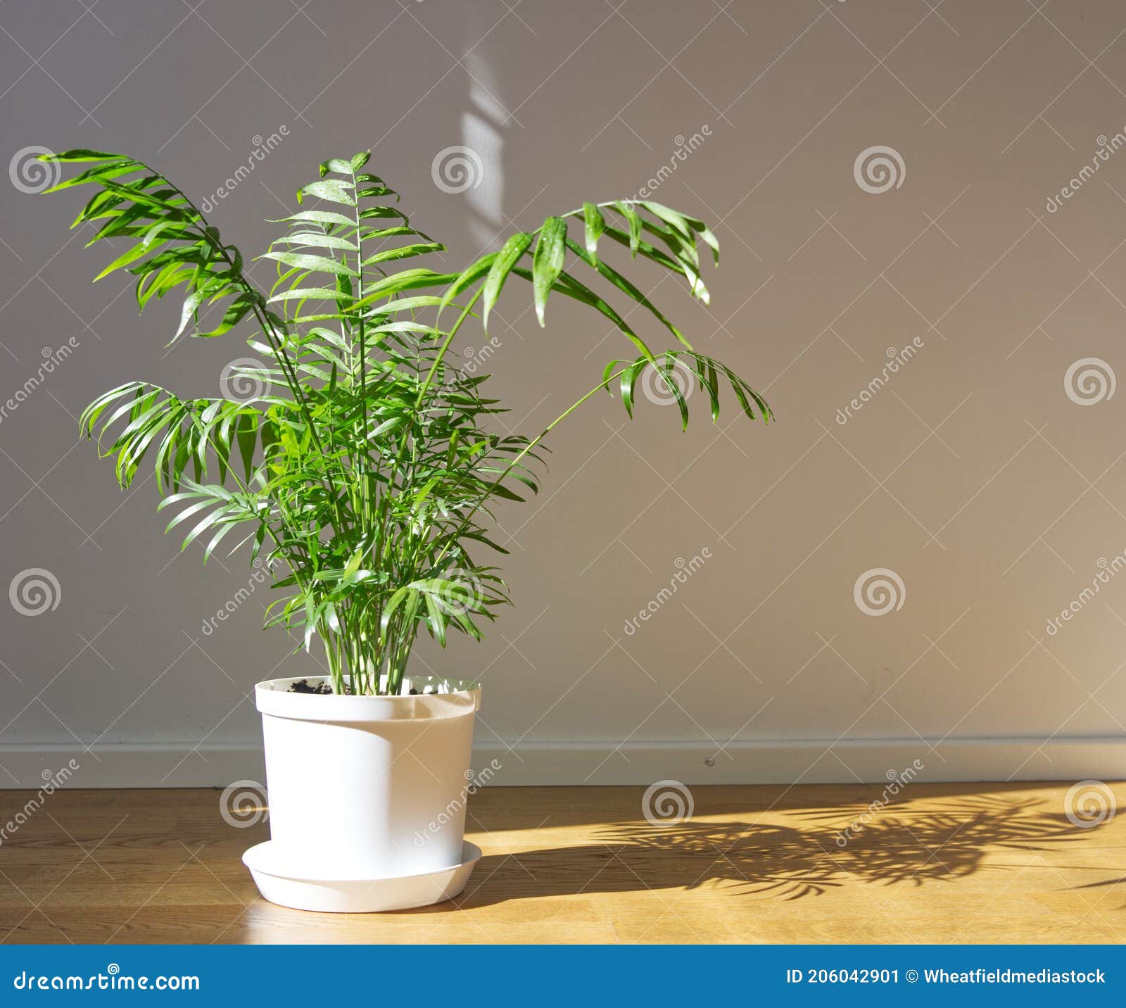 potted chamaedorea elegans. parlor palm with sunlight. tropical plant on floor