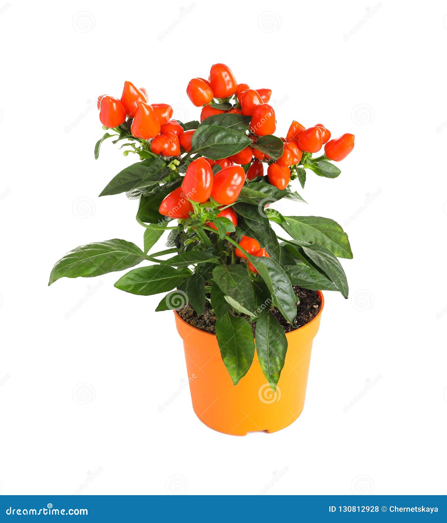 Potted chili pepper plant stock photo. Image of home 130812928